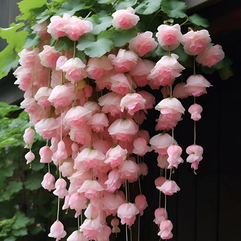 🌸✨Плачеща бегония – Каскадна цветна красота  🌸✨
