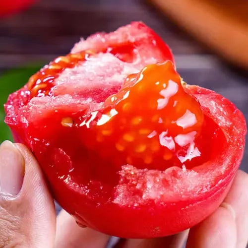 🍅🍅Semená trpasličích paradajok v kvetináčoch