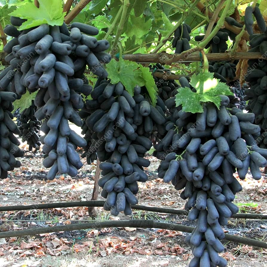 🔥 HORÚCI VÝPREDAJ 50% ZĽAVA 🔥Špecializované semená prstových hrozno