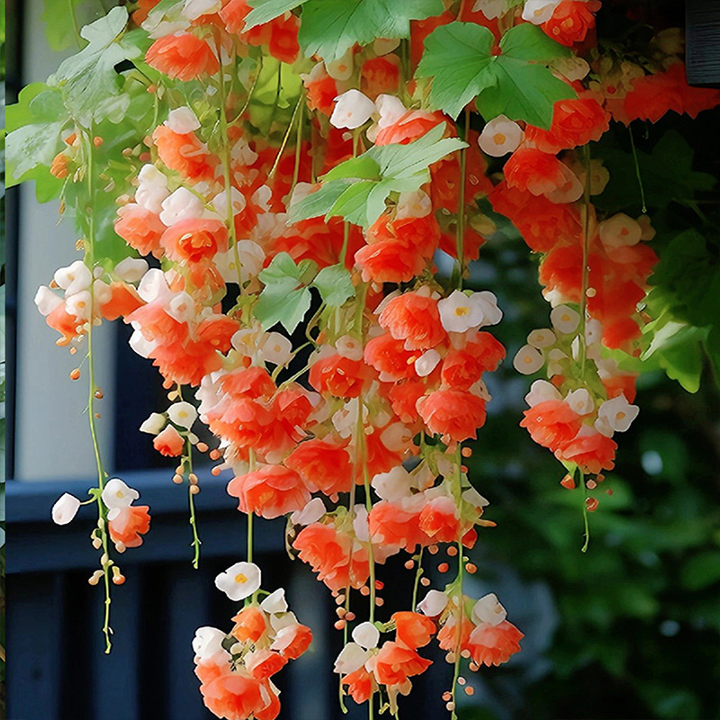 🌸✨Плачеща бегония – Каскадна цветна красота  🌸✨