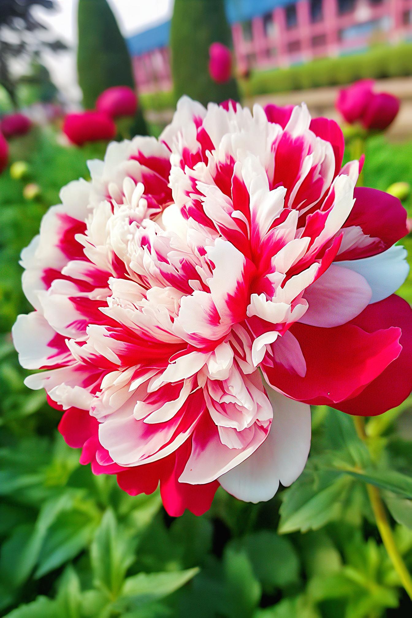 🌸 Viacfarebné semená pivónie – symbol šťastia, bohatstva a záhradnej elegancie ✨