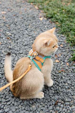 Cat Vest Harness and Leash Set - Gfouk US
