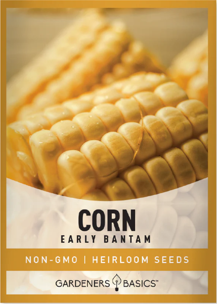 Early Golden Bantam Corn Seeds
