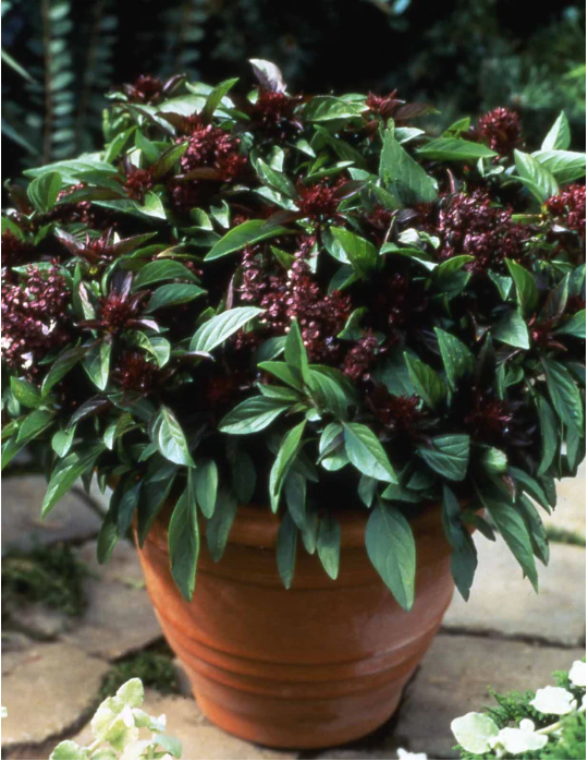 Siam Queen Basil Seeds