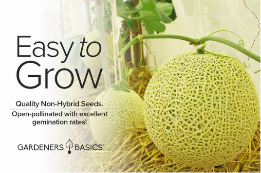Hales Best Jumbo Cantaloupe Seeds