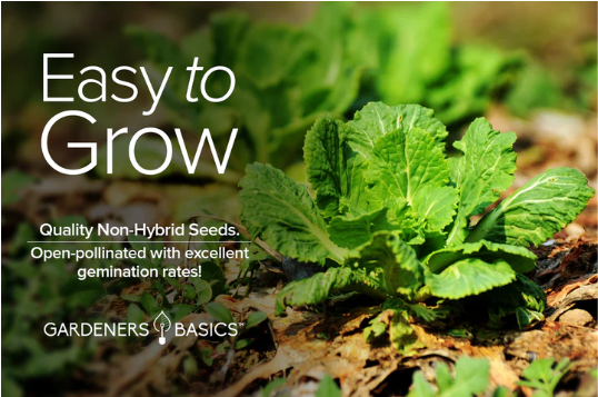 Michihili Chinese Cabbage Seeds