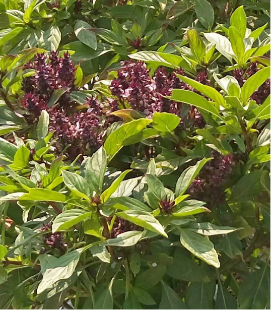 Siam Queen Basil Seeds