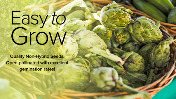 Green Globe Artichoke Seeds