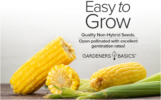 Early Golden Bantam Corn Seeds