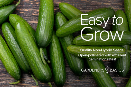 Straight Eight Cucumbers Seeds