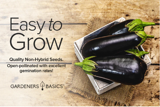 Black Beauty Eggplant Seeds