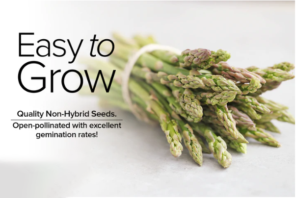 Mary Washington Asparagus Seeds
