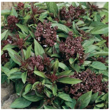 Siam Queen Basil Seeds