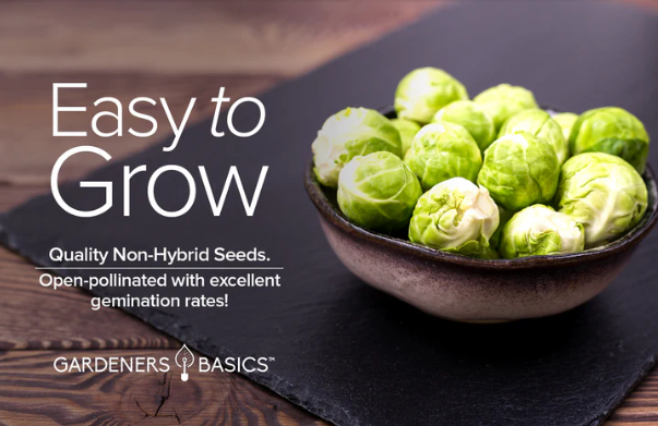 Long Island Improved Brussels Sprouts Seeds
