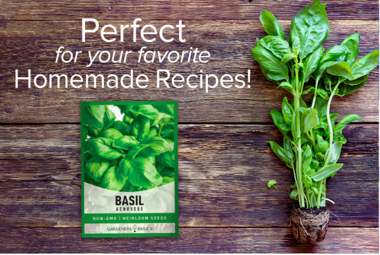 Genovese Basil Seeds