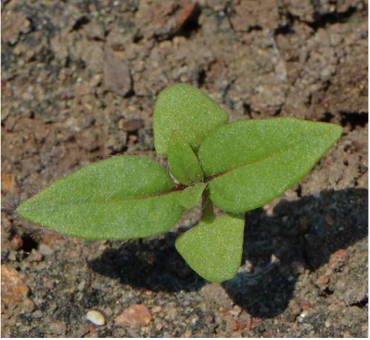 Siam Queen Basil Seeds