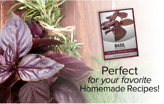 Red Rubin Basil Seeds