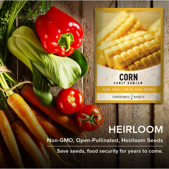 Early Golden Bantam Corn Seeds