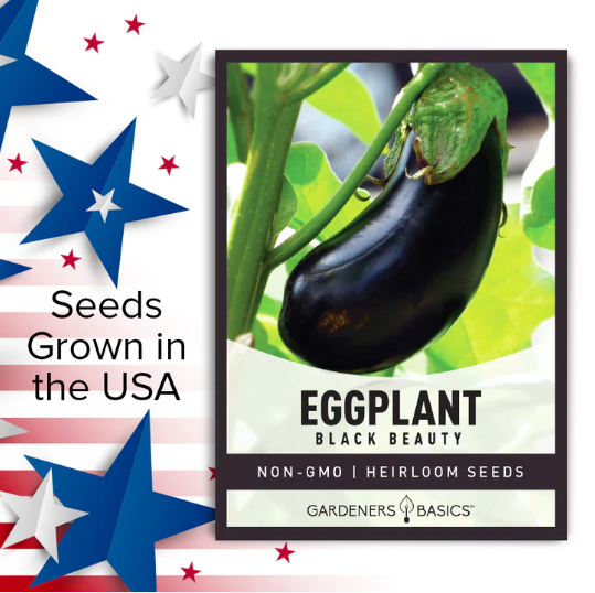 Black Beauty Eggplant Seeds