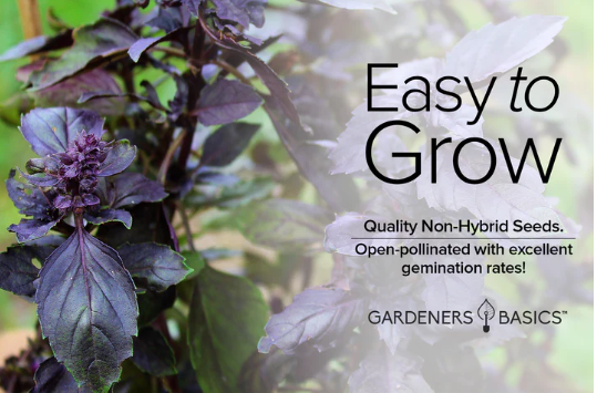 Dark Opal Basil Seeds