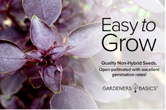 Red Rubin Basil Seeds