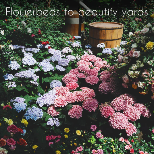 Seedvera peace flower, 25 Variety Pack