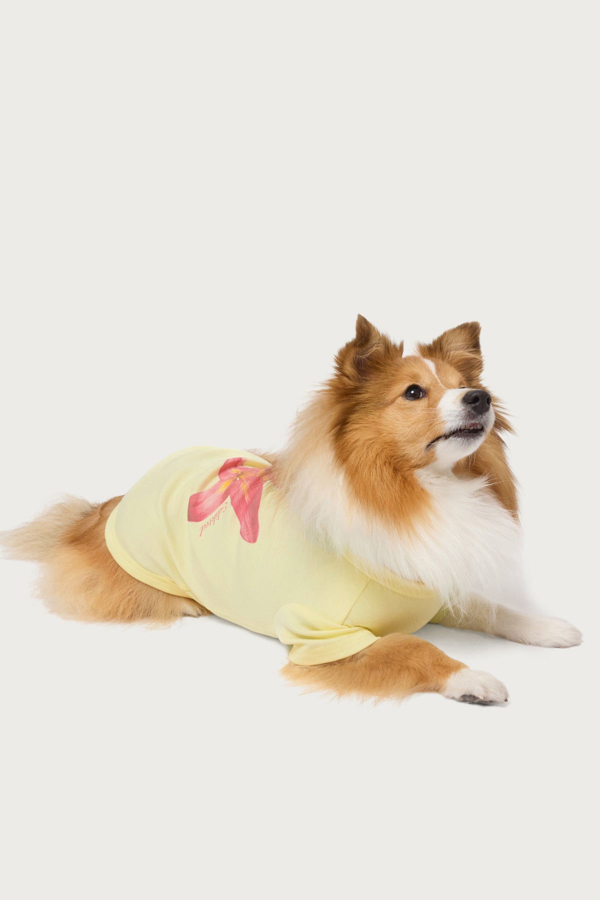 Daylily Pet T Shirt-Milans Time