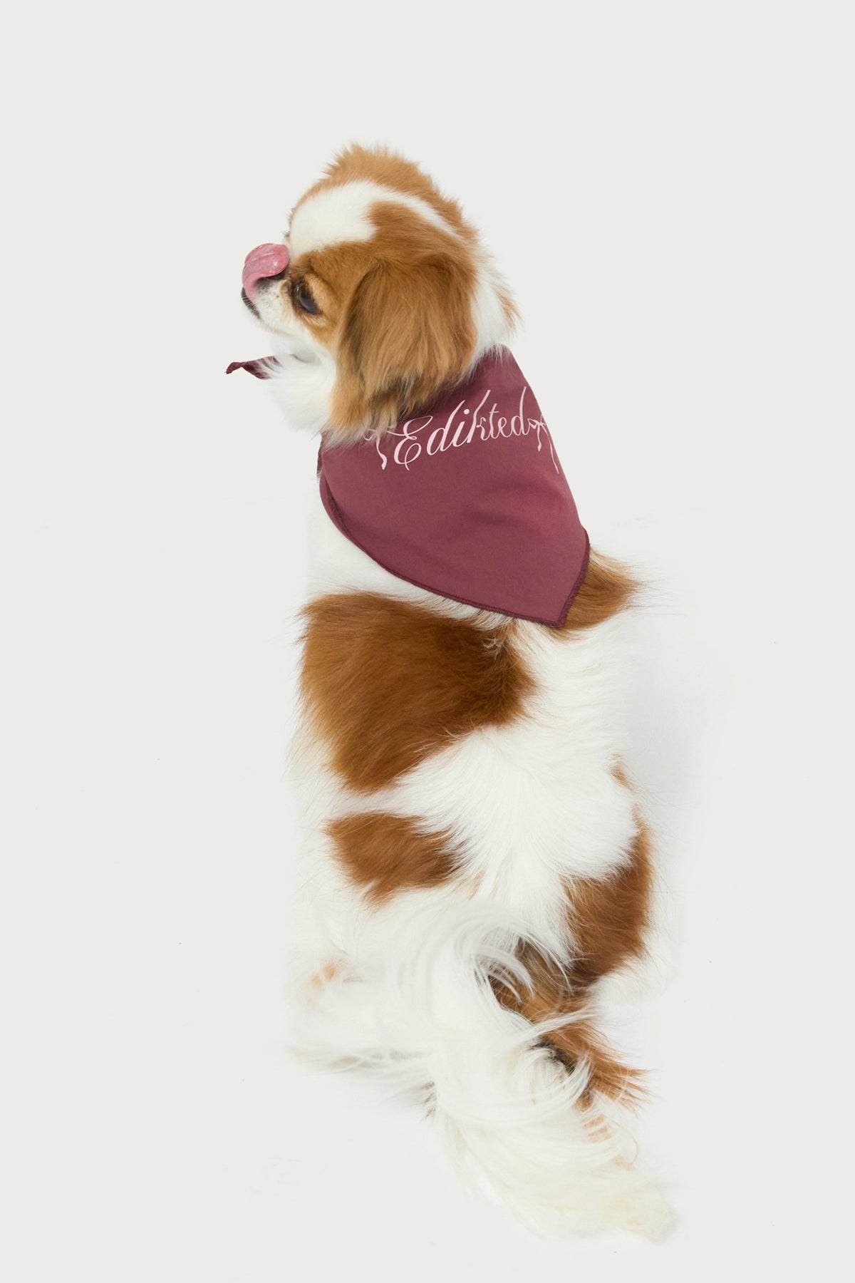 Sasha Bow Pet Bandana-Milans Time