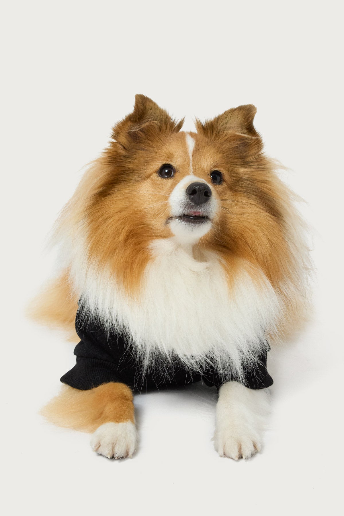 Milans Time Star Pet Hoodie-Milans Time