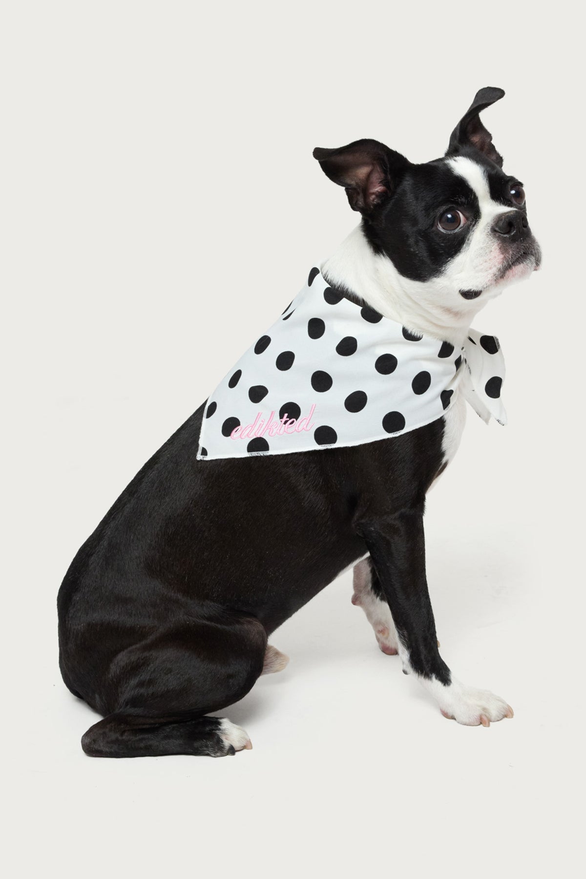 Pawka Dot Milans Time Pet Bandana-Milans Time