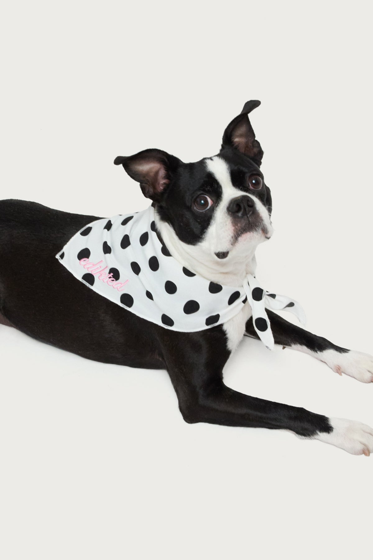 Pawka Dot Milans Time Pet Bandana-Milans Time
