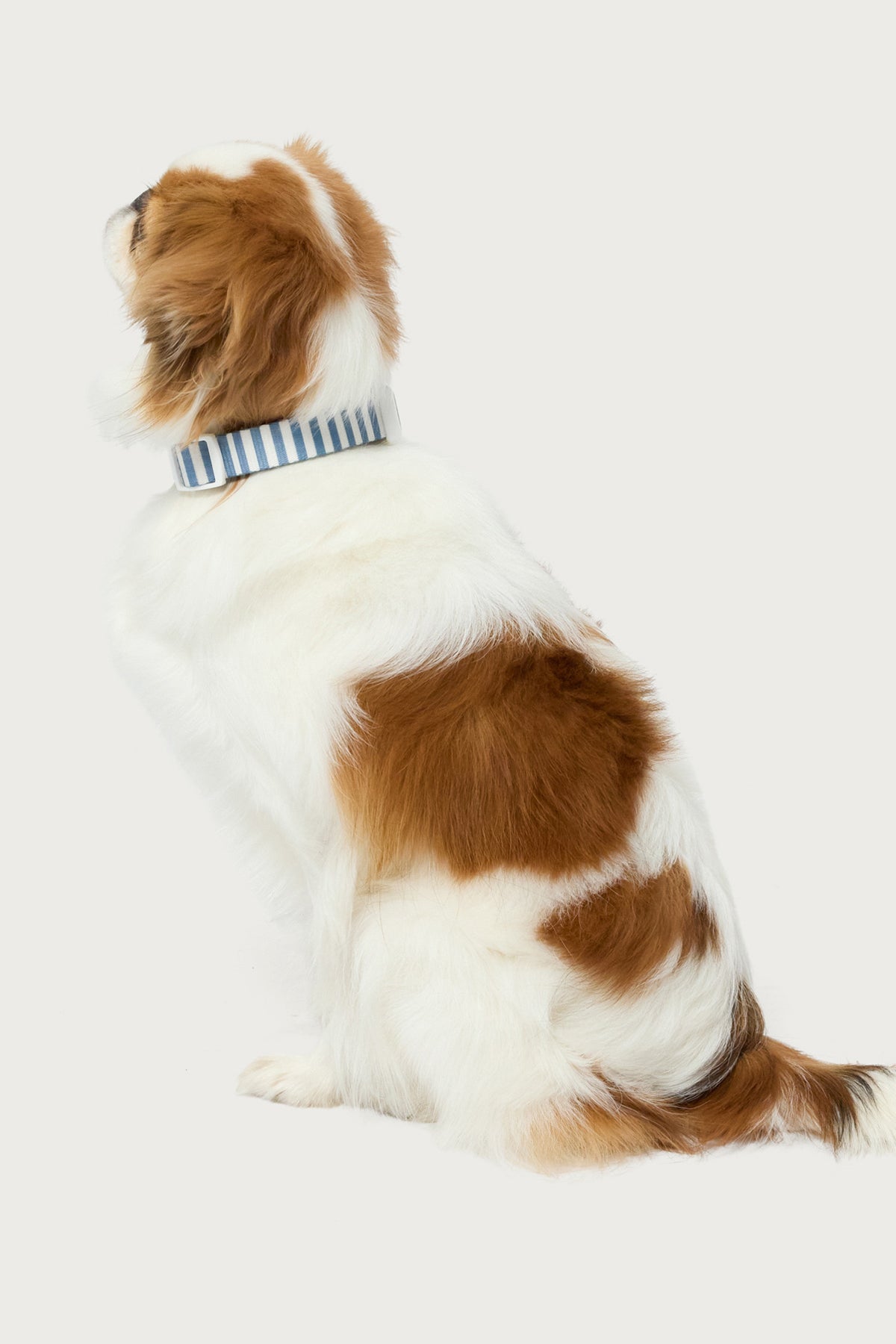 Striped Pet Collar-Milans Time