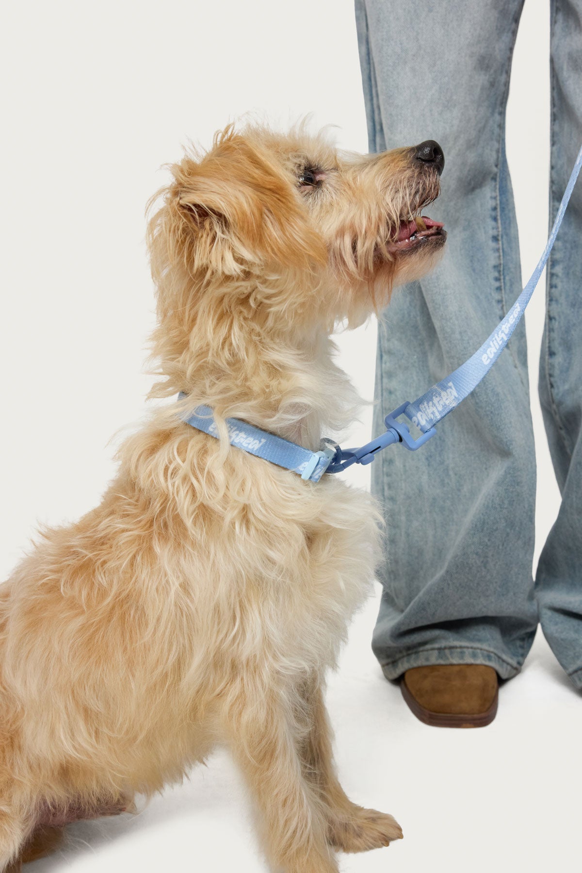 Milans Time Pet Collar-Milans Time