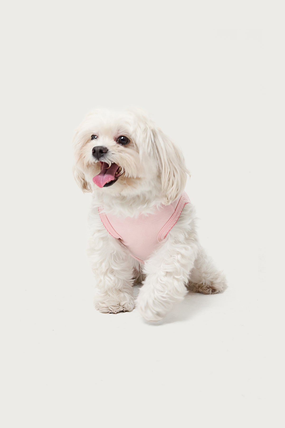 Pawfect Pet Tank Top-Milans Time