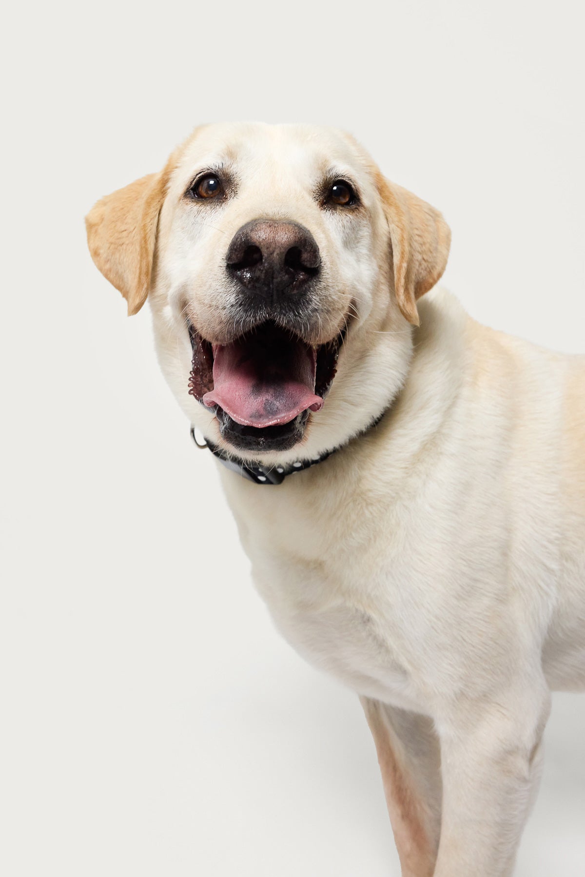 Spotted Milans Time Pet Collar-Milans Time