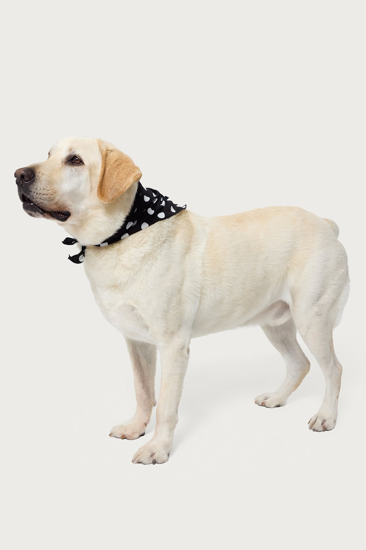 Pawka Dot Milans Time Pet Bandana-Milans Time