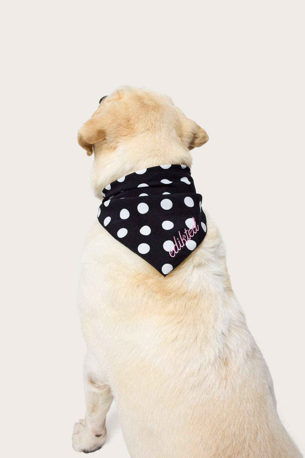 Pawka Dot Milans Time Pet Bandana-Milans Time