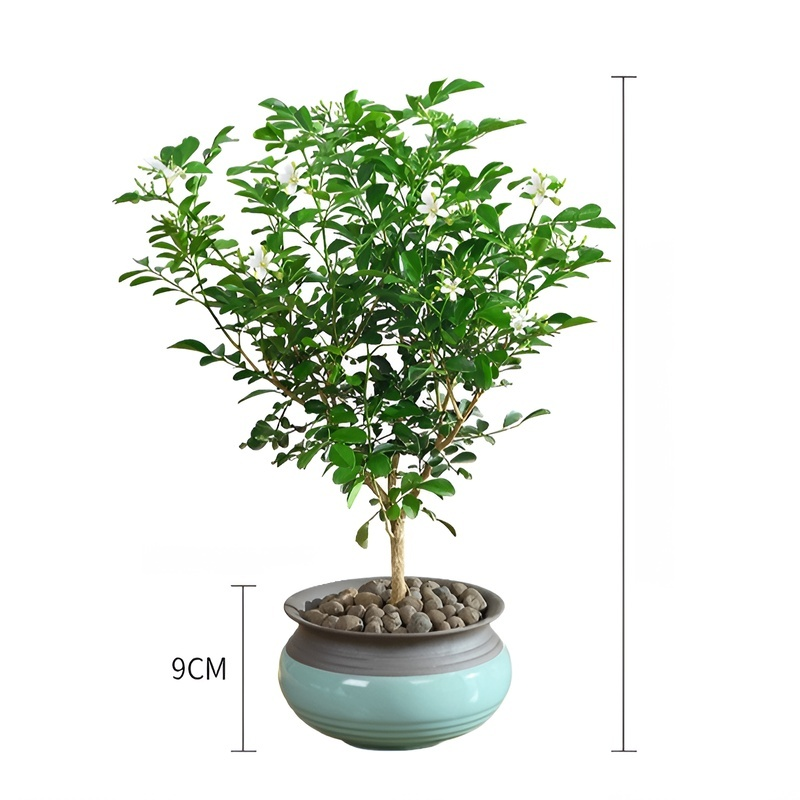 Ganzjährig blühende Kupferduft-Topfpflanze