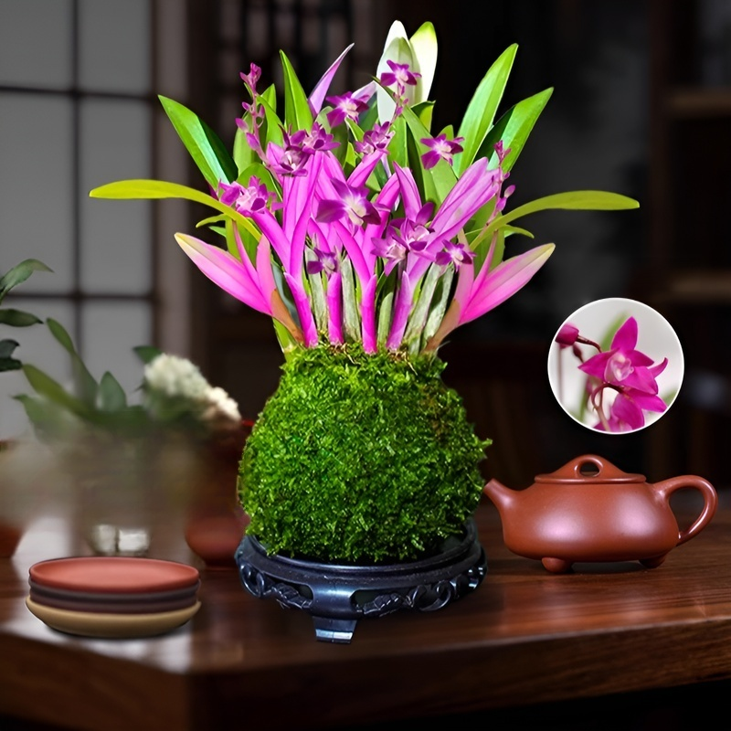 Dendrobium Duftende Zimmerpflanze für Zuhause