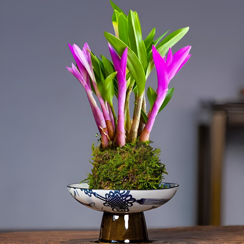 Dendrobium Duftende Zimmerpflanze für Zuhause