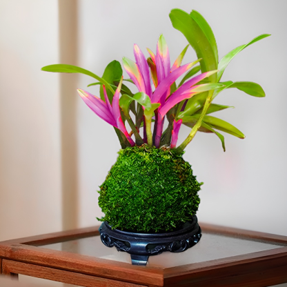 Dendrobium Duftende Zimmerpflanze für Zuhause