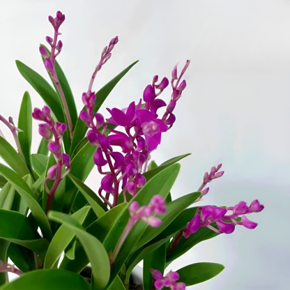 Dendrobium Duftende Zimmerpflanze für Zuhause