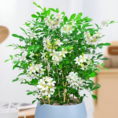 Ganzjährig blühende Kupferduft-Topfpflanze