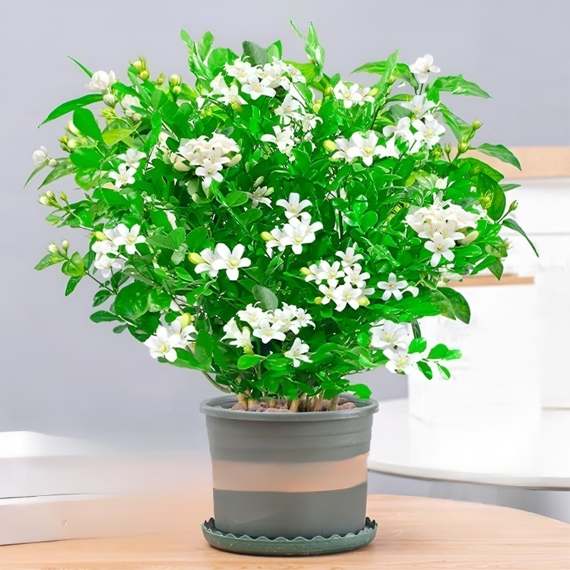 Ganzjährig blühende Kupferduft-Topfpflanze