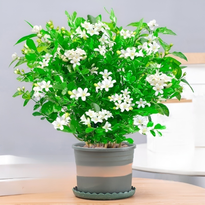 Ganzjährig blühende Kupferduft-Topfpflanze