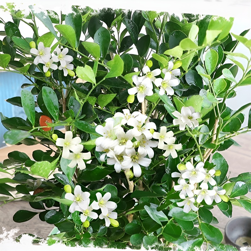 Ganzjährig blühende Kupferduft-Topfpflanze