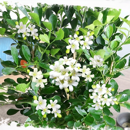 Ganzjährig blühende Kupferduft-Topfpflanze