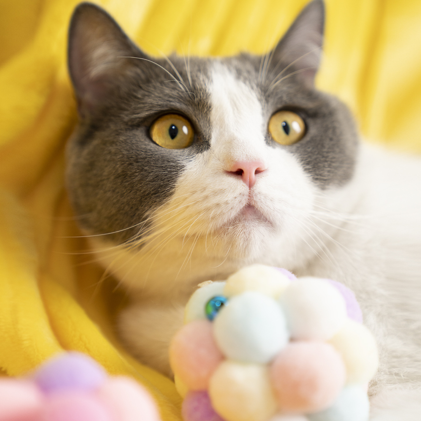 Kätzchenspielzeug zum Zahnen