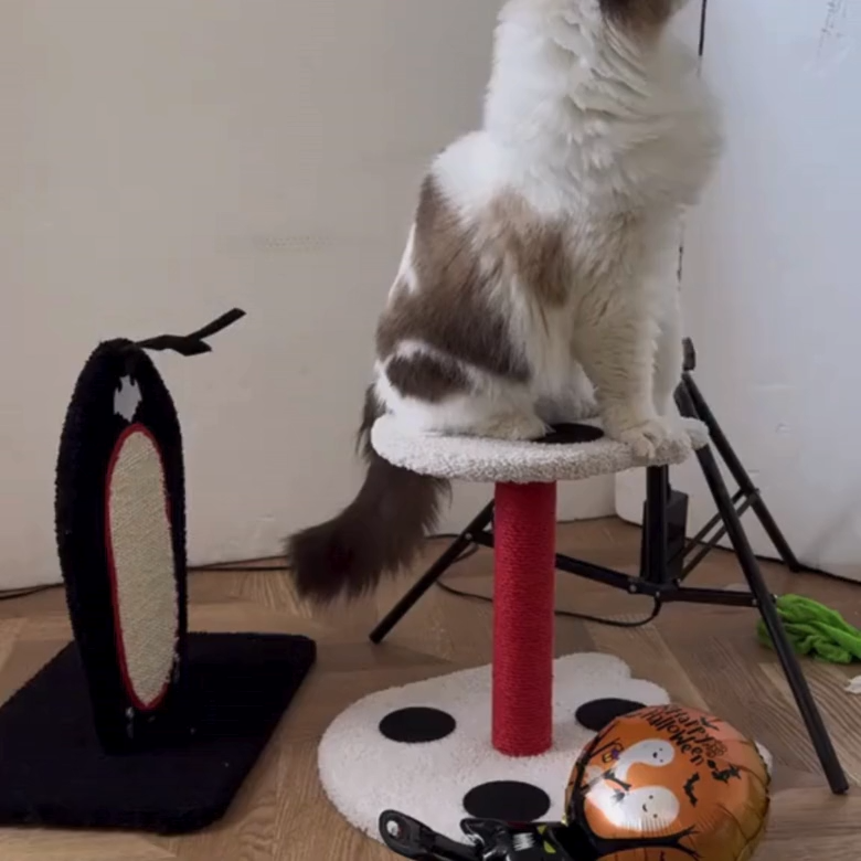 Durable Gothic Spooky No-Chipping Sisal Cat Scratcher