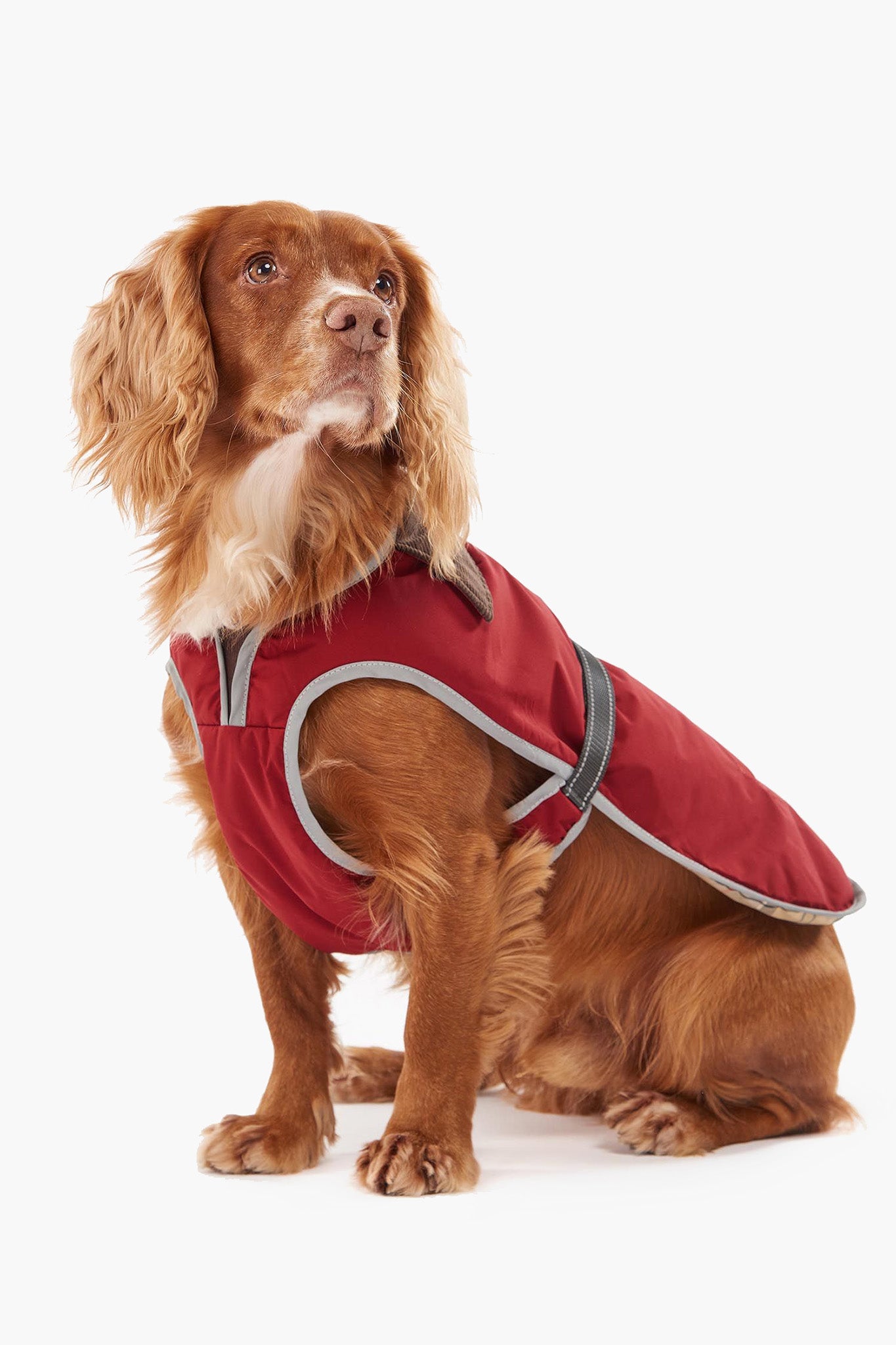 Monmouth Waterproof Dog Coat-Get Girly